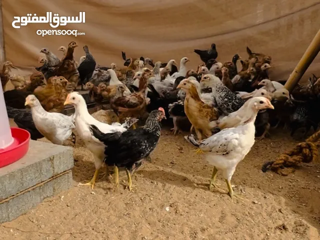 جاج فيومي و كولومبي و فرنسي