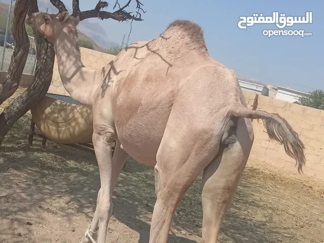 للبيع ناقه مدني