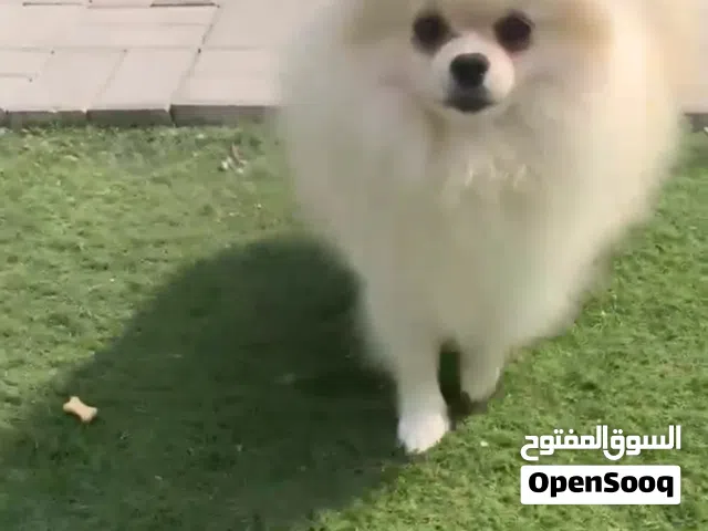 بومرنين ذكر عمره 10 اشهور