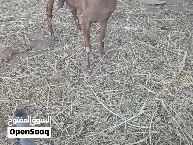 صلاليات للبيع الجيشيه عشار وثنتين فيهن حليب وافر ما شاء الله
