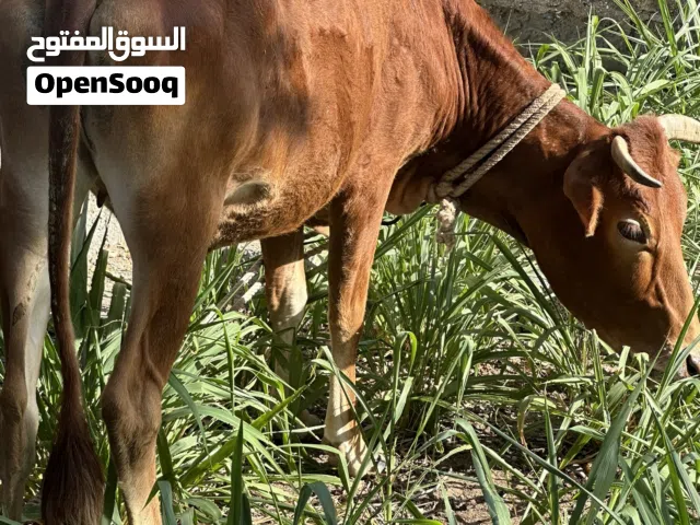بقره بكر عمانيه فرصه حلال نظيف وطيب