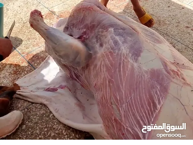 جزار خبره لذبح اضاحي العيد خرفان تيوس أبقار وإبل