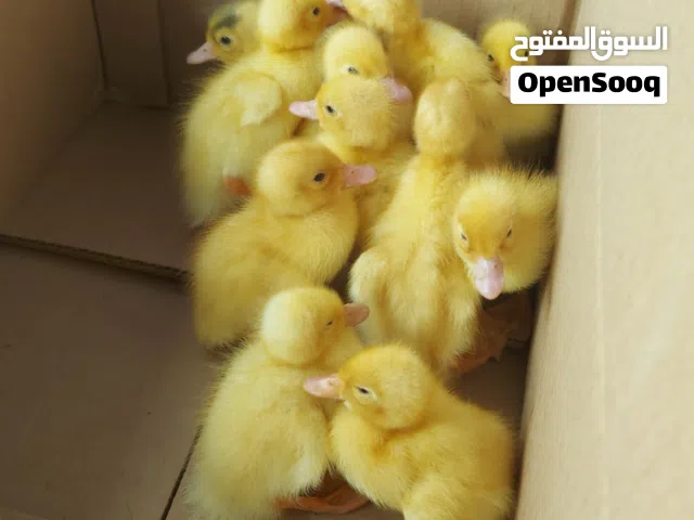 صيصان البط العماني اللون الاصفر