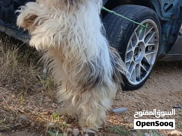 ذكر عمرو سنه وشهرين الكلب بجنن لوعب للبيع