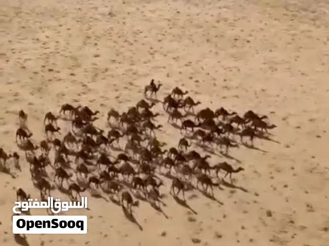 يتوفر لدينا حليب الإبل الصافي