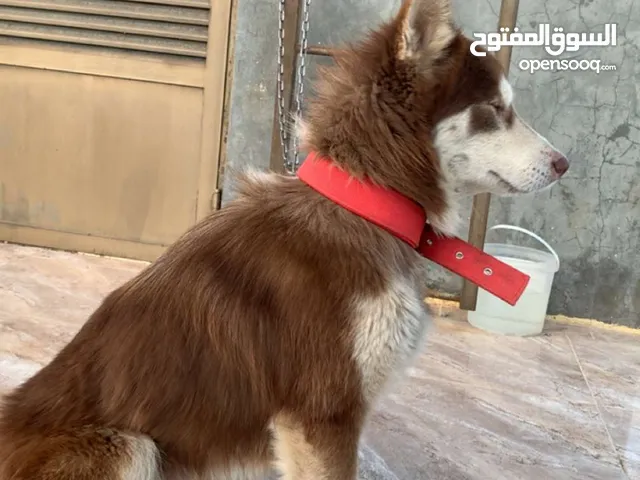 كلب هاسكي لونج هير