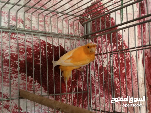 فحل كنار احمر