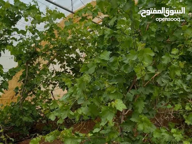 ارض زراعية استثمارية سنويا تنتج بين 3-4 طن ومتزايد من ورق الدوالي سنويا مع بيت ويوجد حارس وسور وبئر