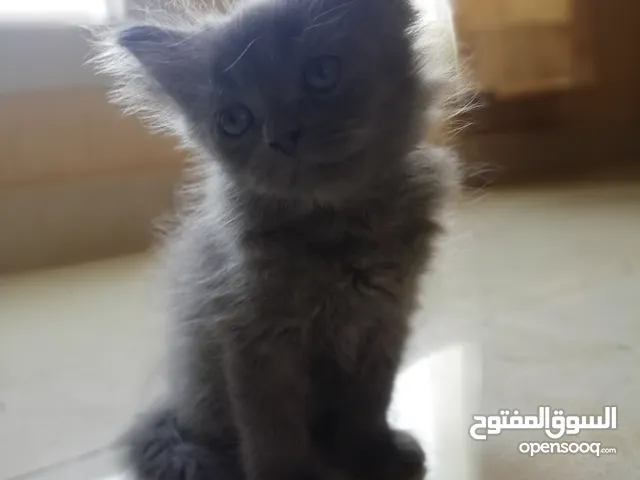 Persian cat for sale قط شيرازي للبيع