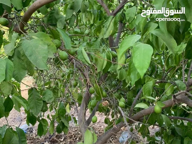 Farm Land for Sale in Irbid Al-Manshiya