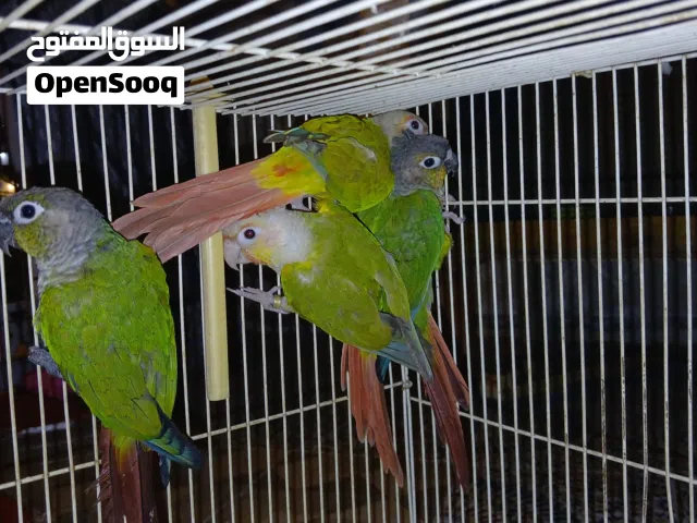 للبيع طيور كانيور على حسب كلام راعيهم ازواج في اثنين منهم محجلين السعر فرصه