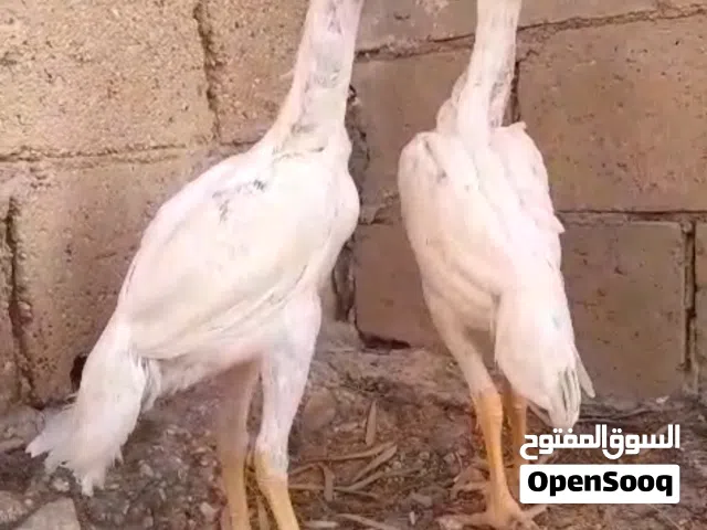 فرخات وديوك باكستاني