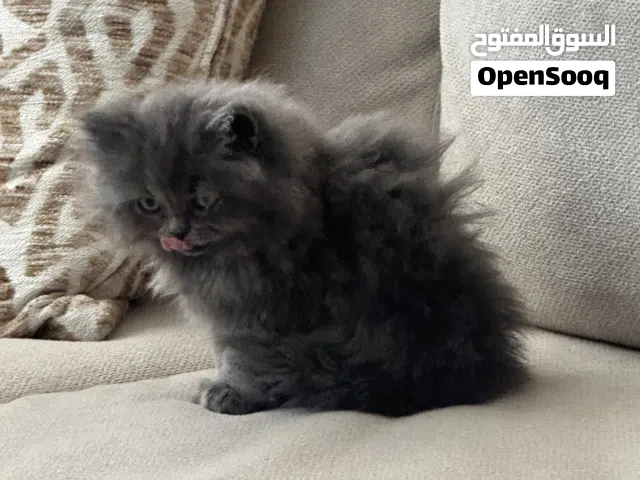 ذكر بريتيش شهرين