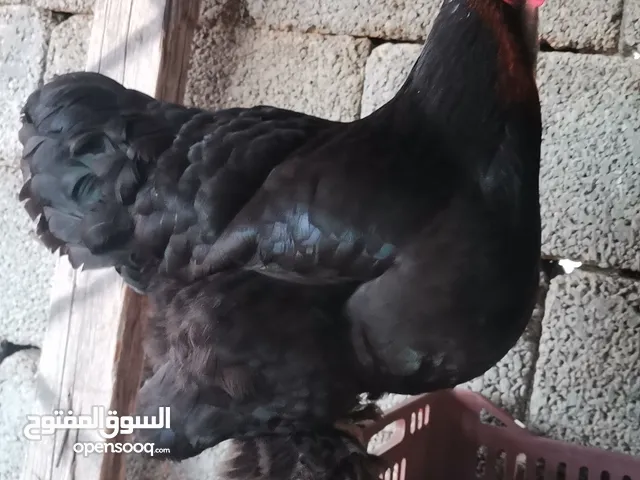 دجاج عربي براهما