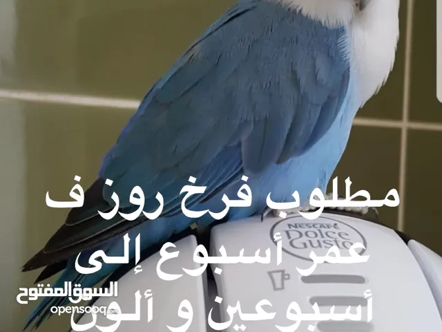 مطلوب روز ازرق التواصل و تساب فقط