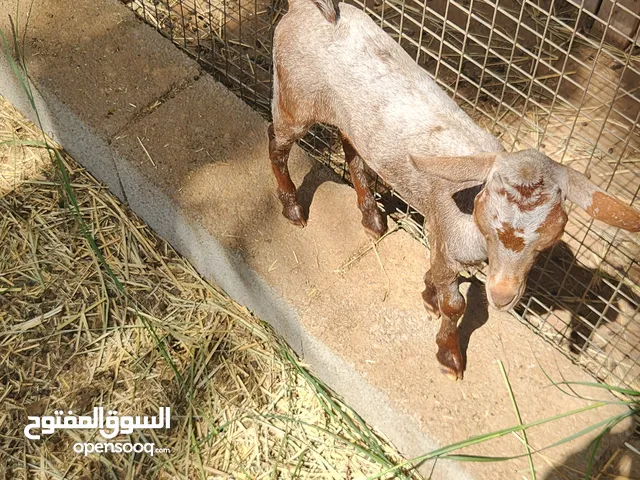 تيس لون فاخر من الحلال الصلالي للتربيه