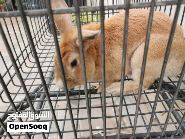 ارنب لون البرتقالي