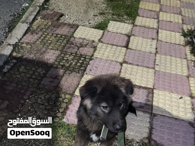 كلب جيرمان امه رويال بلاك