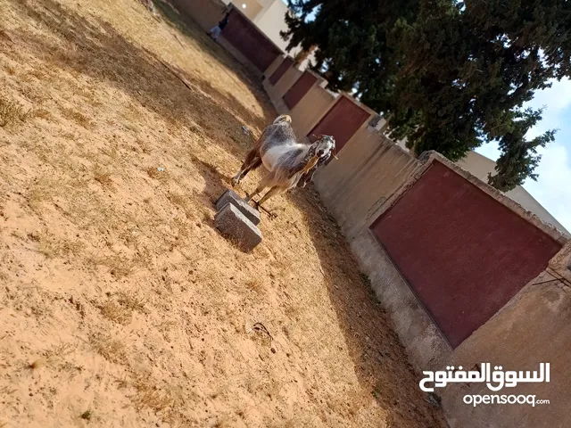 جدي سعر حرقق ربي يباركك.