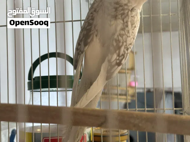 كوكتيل إنكليزي