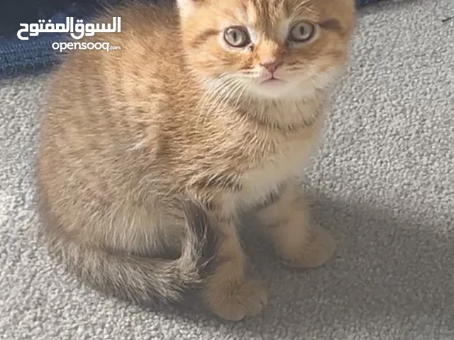 قط عمره اقل عن 3 شهور