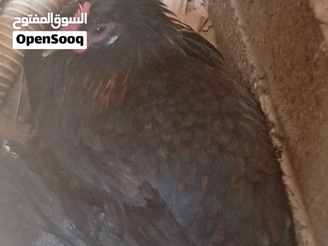 دجاجه عربيه كافيه للبيع