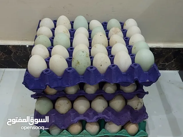 Duck egg for sale. بيض بط للبيع