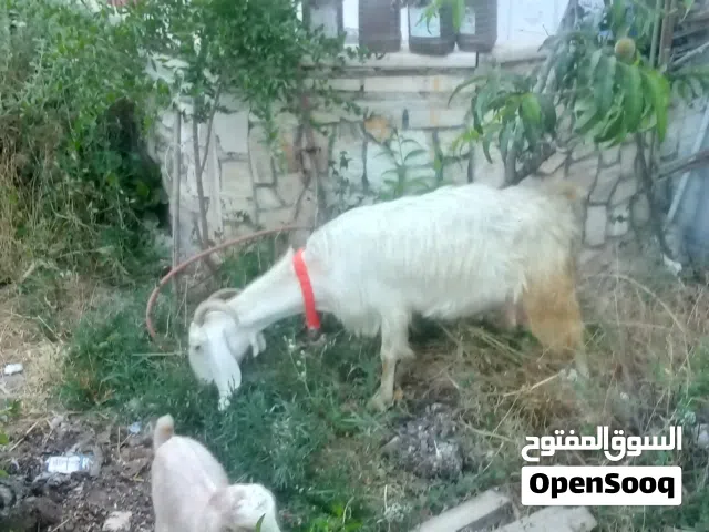 عنزة حليب وراها صخلة