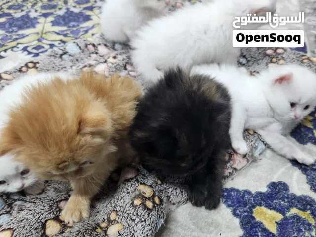 كيتن شيرازي اصلي نوع حجم كبير