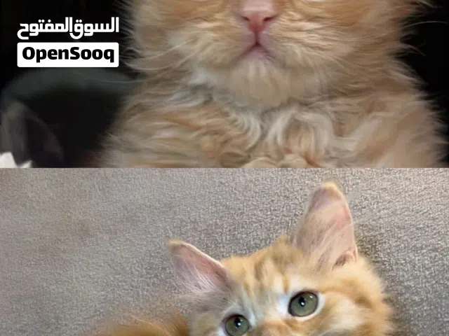قطط شيرازية متنوعة ذكور وأناث العممر 3 شهور