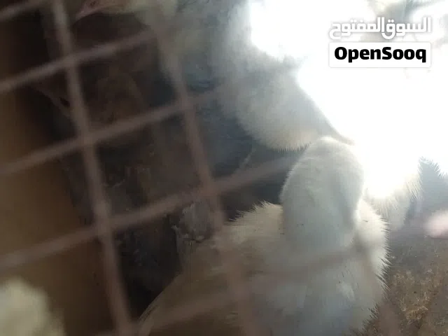 صيصان حبش ما شاء الله عمر اقل من شهر من تاريخ الأعلان عدد 17