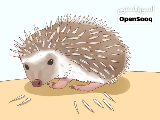 قنفد للبيع