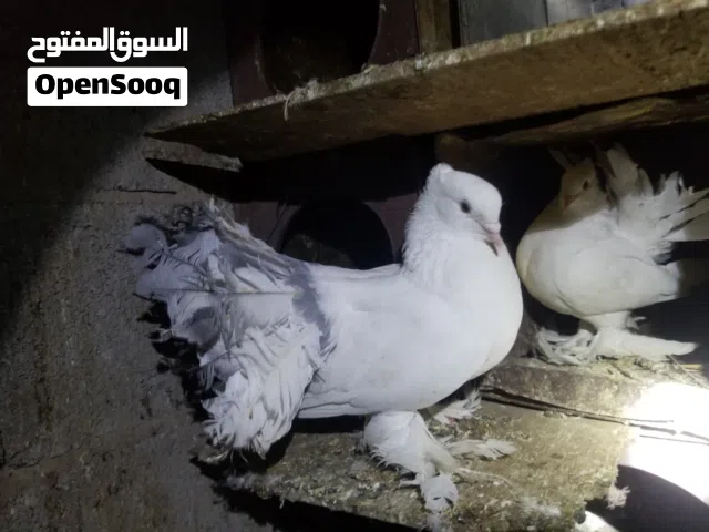 حمام رقاص تركي للبيع