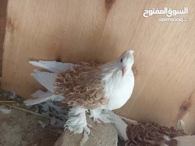 حمام نكرو سوبر فتله