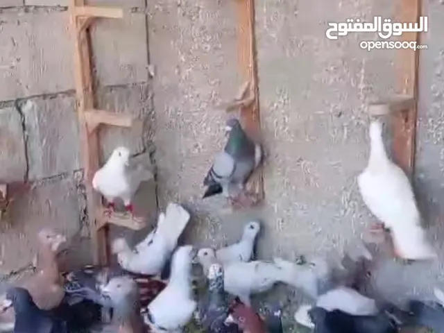 حمام مشكلات للبيع