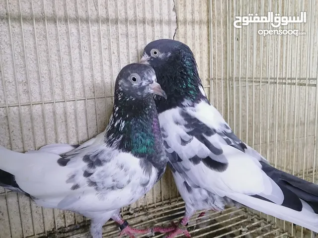Pakistani pigeons حمام باكستاني