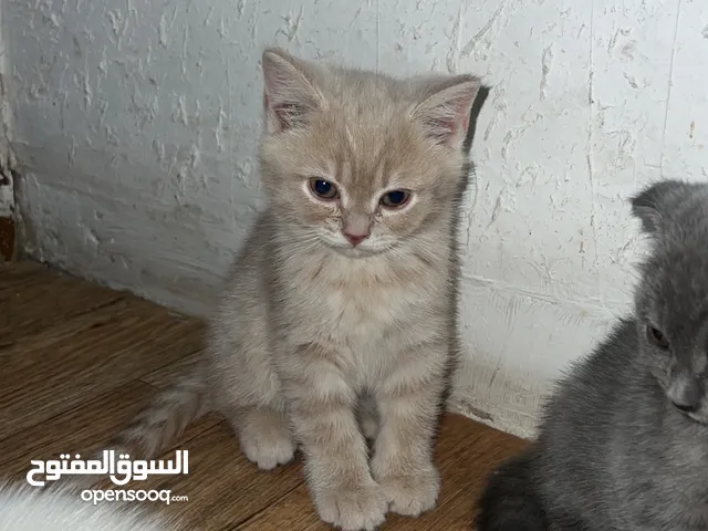 قطط سكوتش فولد مميز ذات أذنين مطويتين