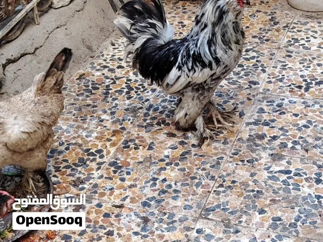 دجاجه والديج زينه مكلشات للبيع الدجاجه تبيض