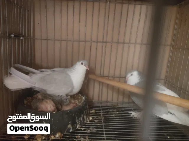 جوز لاهور مع فراخهم