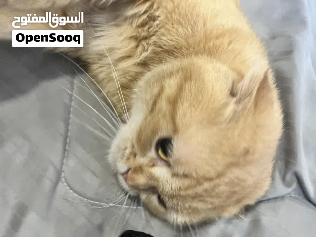 سكوتش فولد