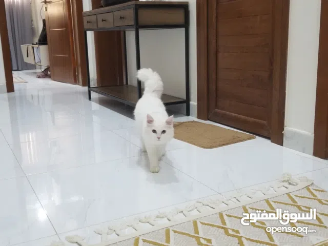 قط شيرازي فصيلة انغوري تركي