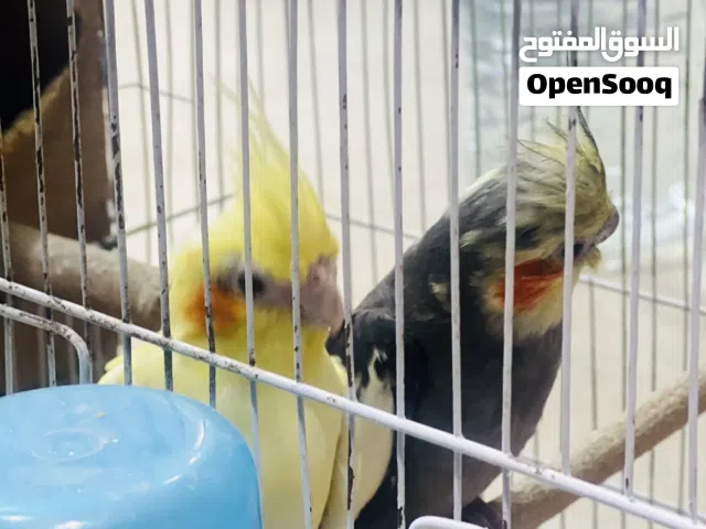 كوبية كوكتيل للبيع اقرا الوصف