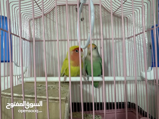 طير / ببغاء الروز / طيور حب الروز