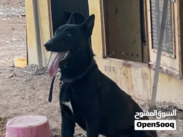 اسم كلب مينوا دكر درجه اول ربي يبارك