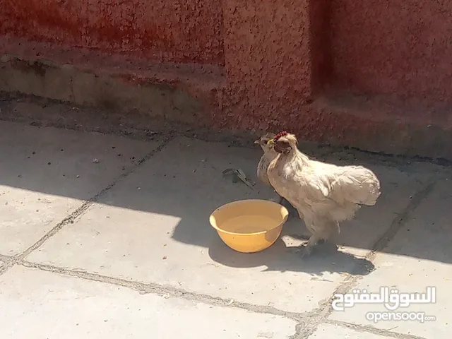 دجاج كوجن ابيض
