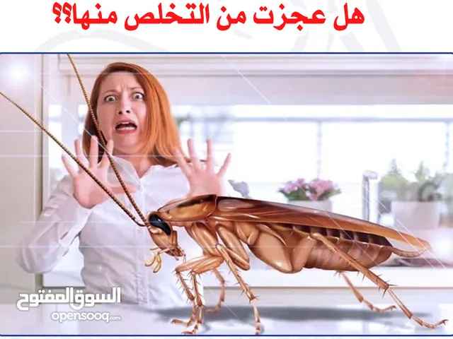 مكافحة الصراصير في صنعاء مكافحة الحشرات في صنعاء مكافحة الكتن في صنعاء كيفية مكافحة الصراصير