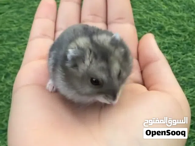 "هامسترين ذكر وأنثى مع كامل أغراضهم، بصحة ممتازة ونشيطين. معهم قفص وأكل ومستلزمات كاملة.