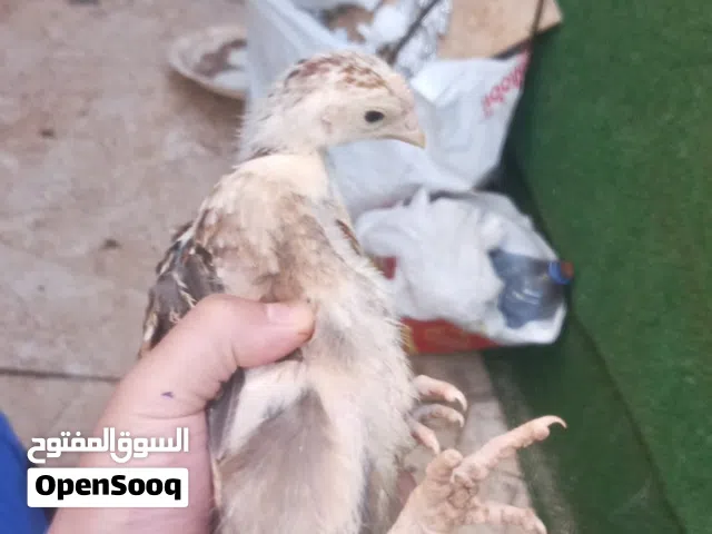 صيصان بلدي وبندوق باكستاني وابو رقيب وفيومي  عمر شهر بحجم كبير و بسعر مغري (راجع الفيديو)
