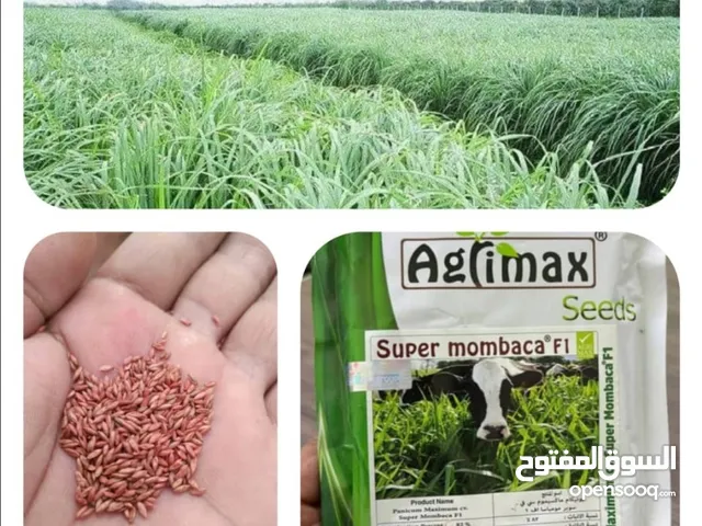 بذور علف البونيكام