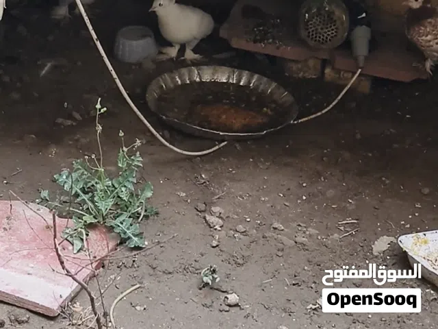 طيور رواعب هنه وقفص